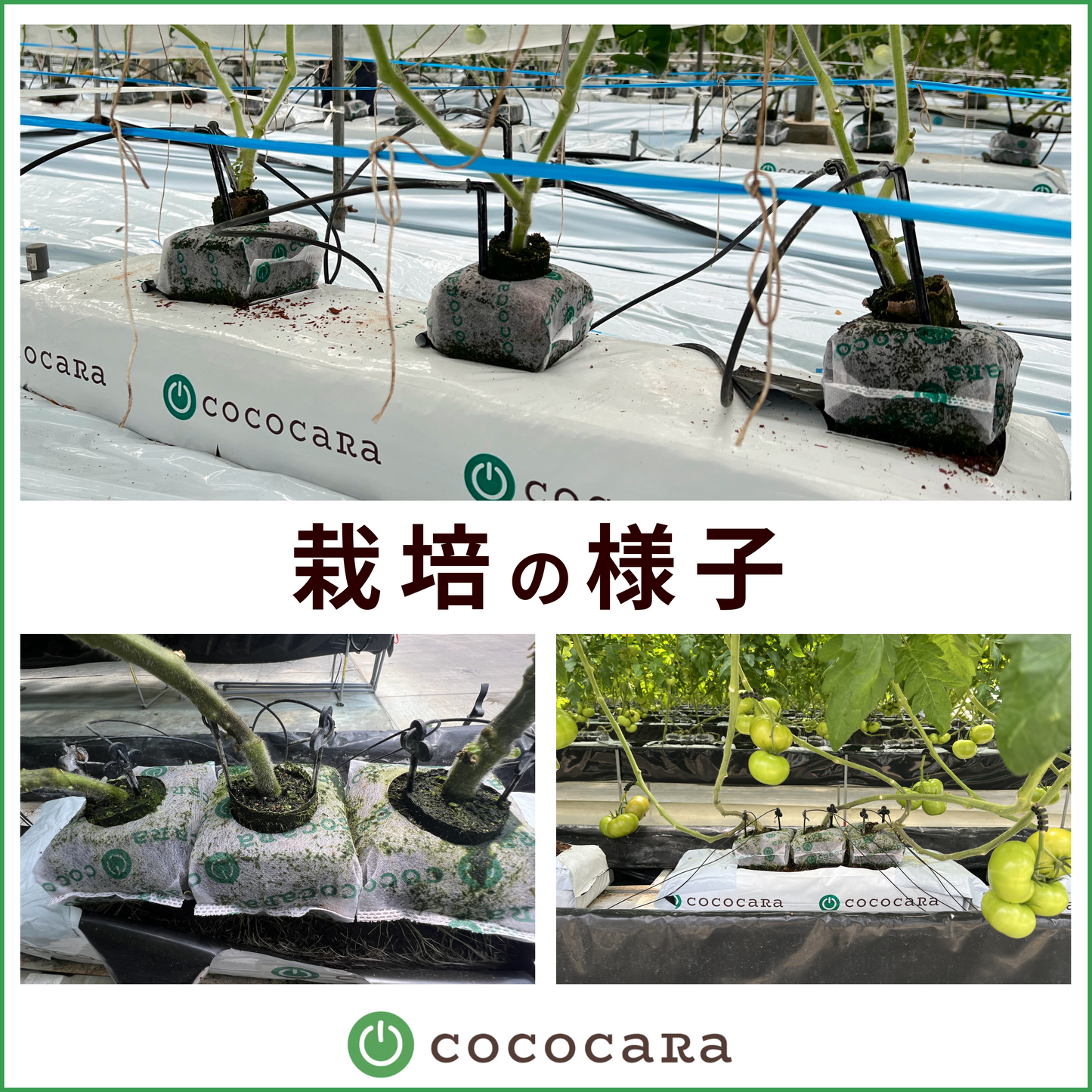 ココカラキューブ
