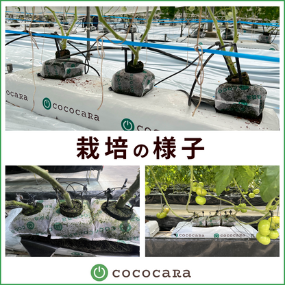 ココカラキューブ