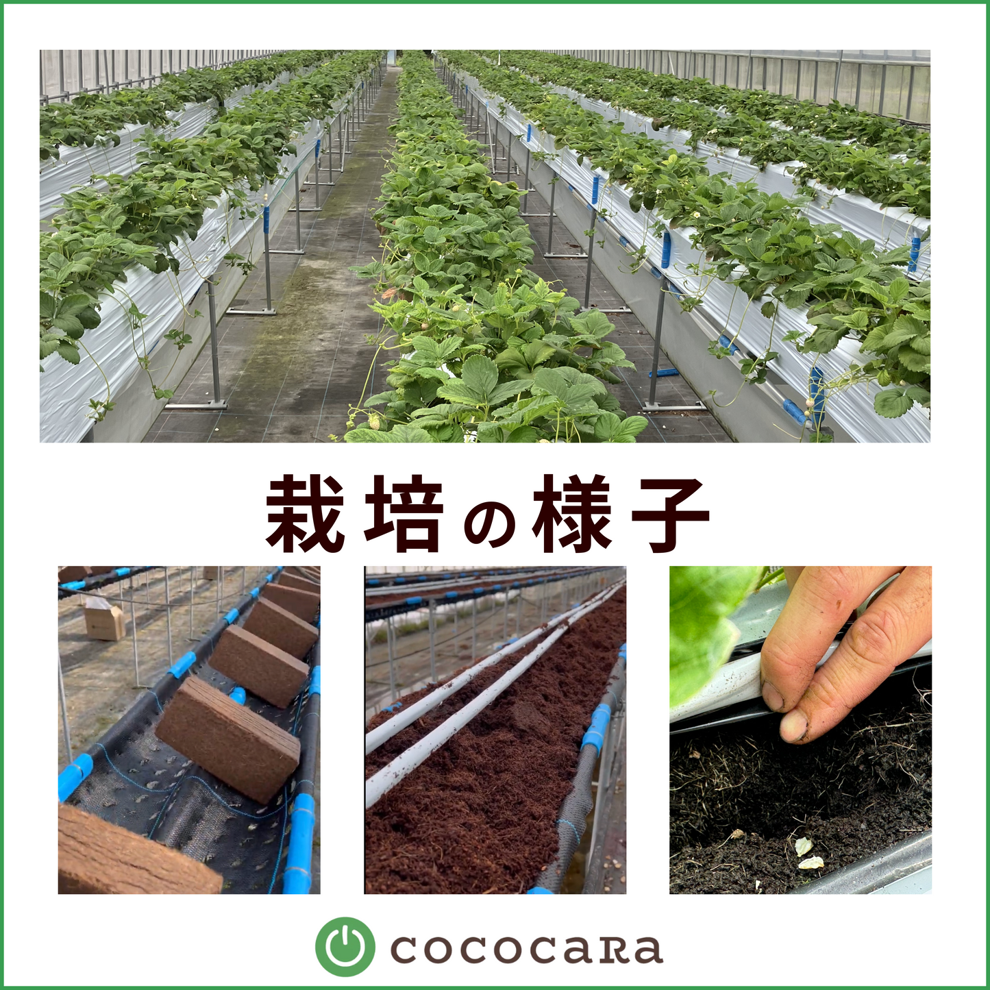 ココカラブリケット